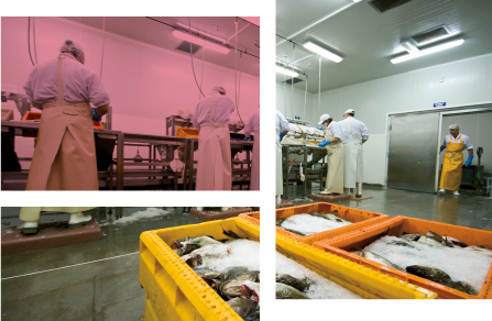 industria-alimentaria